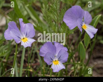 Eugenia di pansy (Viola eugeniae) una endemica appenninica fotografata sul Monte Terminillo, Lazio, Italia. Luglio. Foto Stock