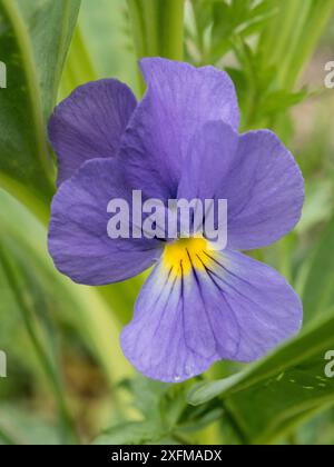 La pansia di Eugenia (Viola eugeniae) endemica appenninica fotografata sul Monte Terminillo, Lazio, Italia.luglio. Foto Stock