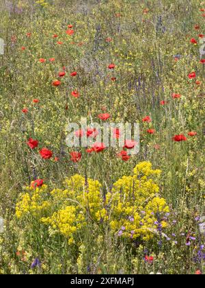 Woad (Isatis tinctoria) cresce con papaveri. Campo Imperatore, Abruzzo, Italia, giugno , Foto Stock