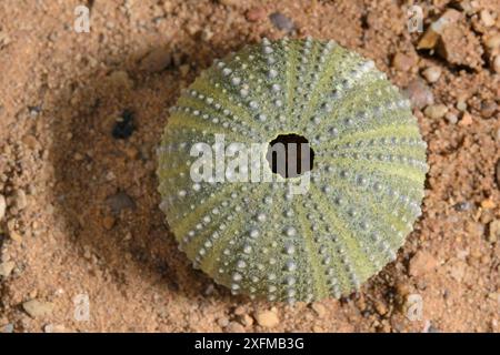 Viola / pietra / ricci di mare di roccia (Paracentrotus lividus) conchiglia sulla sabbia, Grecia. Foto Stock