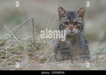 Gatto selvatico (Felis silvestris) Vosges, Francia, Foto Stock