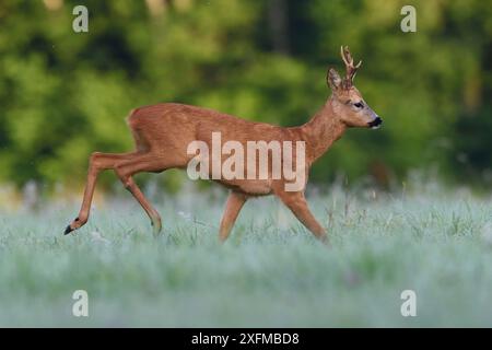 Roe Deer (Capreolus capreolus) Running, Vosges, Francia, luglio Foto Stock