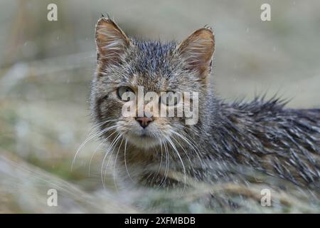 Il gatto selvatico (Felis silvestris) Vosges, Francia, Luglio. Foto Stock