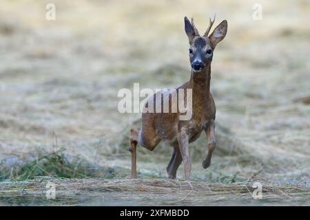 Roe Deer (Capreolus capreolus) Running, Vosges, Francia, luglio Foto Stock