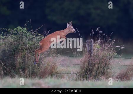 Capriolo (Capreolus capreolus) saltando sopra la recinzione, Vosgi, Francia Foto Stock