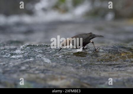 Pappagallo comune (Cinclus cinclus) che si nutre nel fiume, Alvernia, Francia Foto Stock