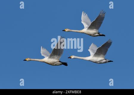 Bewicks Swan (Cygnus columbianus bewickii) gruppo di tre in volo, Champagne, Francia, dicembre. Foto Stock