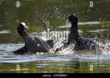 Coots eurasiatiche (Fulica atra) in lotta, Vosgi, Francia Foto Stock