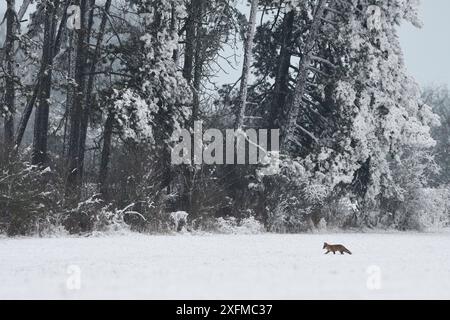 Volpe rossa (Vulpes vulpes) in viaggio lungo il bordo del bosco nella neve, Vosgi, Francia, gennaio. Foto Stock
