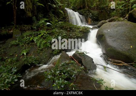 Piccola cascata in un torrente, foresta pluviale tropicale, Parco Nazionale Gunung Palung, Borneo Foto Stock