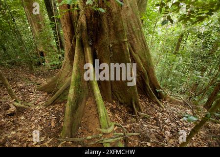 Radici di un albero della foresta pluviale, il Parco Nazionale di Gunung Palung, Borneo. Foto Stock