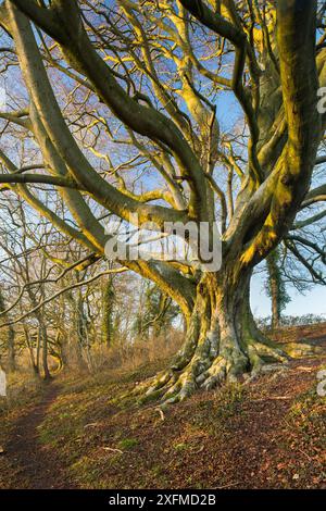 Faggio (Fagus sylvatica) Higher Wick, Milborne Wick, Somerset, Inghilterra, Regno Unito, febbraio. Foto Stock