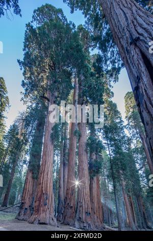 The Senate Group of Giant sequoia (Sequoiadendron giganteum) Trees on the Congress Trail in Sequoia National Park, California, USA, settembre 2014. Foto Stock