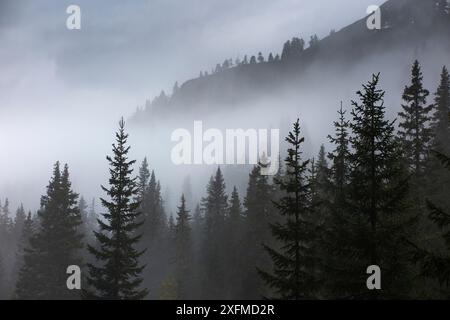 Alberi di pino nella nebbia a Alpe de Lerosa, montagne dolomitiche, Provincia di Belluno, Veneto, Italia Foto Stock