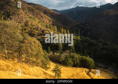 I colori autunnali nella valle Kaweah a Buckeye piana, Sequoia National Park, California, USA, settembre 2014. Foto Stock