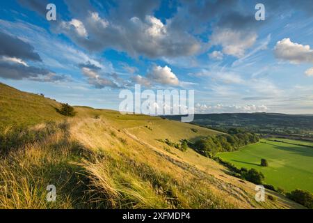 Hambledon Hill, una collina preistorica fort vicino Blandford Forum, Dorset, Regno Unito, Agosto. Foto Stock