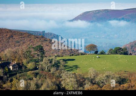 Colori autunnali in Aller Combe, Dunkery Beacon, Parco Nazionale di Exmoor, Somerset, Inghilterra, Regno Unito, novembre 2015. Foto Stock