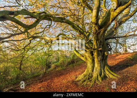 Faggio (Fagus sylvatica) in autunno, Milborne Wick, Somerset, Inghilterra, Regno Unito, novembre. Foto Stock