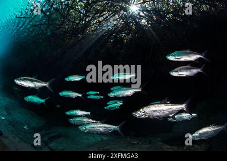 Scuola di Ttarpon (Megalops atlanticus) che nuota sotto le radici di mangrovie rosse (Rhizophora Mangle) in un cenote d'acqua dolce (o dolina calcarea) sotto una foresta di mangrovie. Casa Cenote, Tulum, Quintana Roo, Yucatan, Messico. Foto Stock