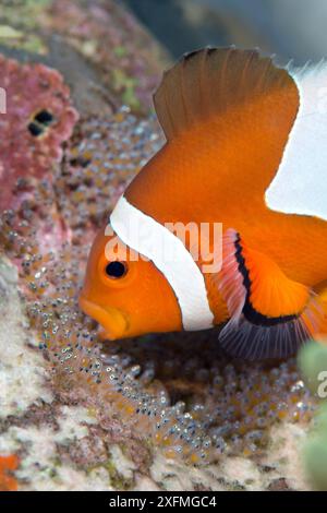 Falso clown anemonefish (Amphiprion oceallaris) maschio che si occupa delle sue uova, le pulisce con la bocca e le aerano battendo le pinne pettorali. Dauin, Dumaguete, Negros, Filippine. Mare di Bohol, Oceano Pacifico tropicale occidentale. Foto Stock