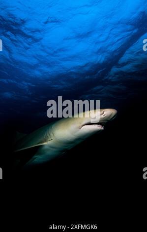 Uno squalo limone (Negaprion brevirostris) al tramonto, nuotando in un oceano scuro. La piccola Bahama Bank. Bahamas. Oceano Atlantico occidentale tropicale. Foto Stock