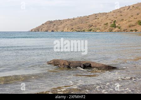 Drago di Komodo (Varanus komodoensis) che cammina nel mare, isola di Rinca, Indonesia Foto Stock