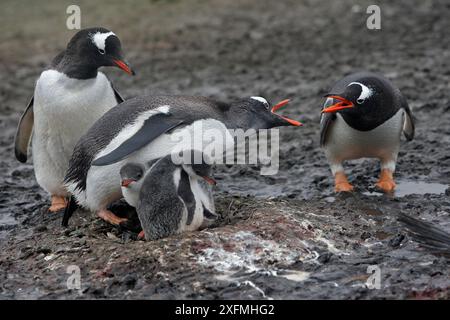 Pinguino Gentoo (Pygoscelis papua papua papua), disputa tra coppia e un altro, al nido, isola di Barrientos, Penisola Antartica Foto Stock