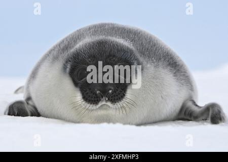 Foca con cappuccio (Cystophora cristata), cucciolo di quattro giorni, Isole Magdalene, Canada Foto Stock