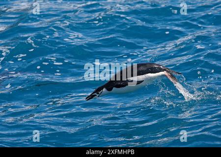 Pinguino Chinstrap (Pygoscelis antarctica) che salta fuori dall'acqua, Cooper Bay, Georgia del Sud Foto Stock