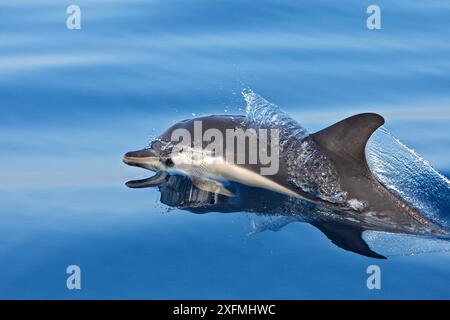 Delfino striato (Stenella coeruleoalba) stretto di Gibilterra, Spagna Foto Stock