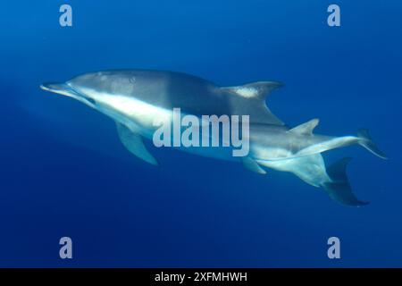 Delfino striato (Stenella coeruleoalba) stretto di Gibilterra, Spagna Foto Stock