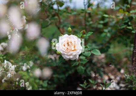 Primo piano di Crocus Rose inglesi che fioriscono nel giardino estivo di verbasco. I fiori bianchi cremosi crescono sull'arbusto. Bumblebee in volo. Selezione Austin Foto Stock