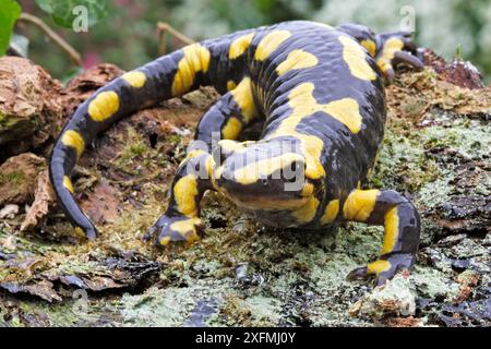 Salamandra Barred Fire (Salamandra salamandra terrestris), a terra, Alsazia, Francia Foto Stock