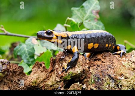 Salamandra Barred Fire (Salamandra salamandra terrestris), a terra, Alsazia, Francia Foto Stock