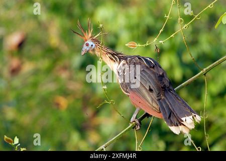 Hoatzin (Opisthocomus hoazin), lago Sandoval, Perù Foto Stock