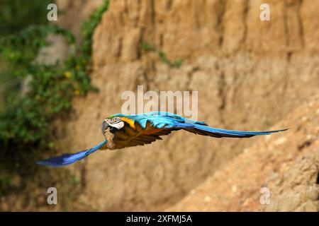 Macchia blu e oro (Ara arauna) in volo presso il lick di argilla, Tambopata Research Centre, Perù Foto Stock