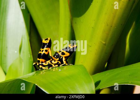 Rana freccia veleno (Dendrobates leucomela), due in una bromeliade, Guianan Shield, Suriname Foto Stock