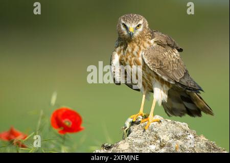 Montagu's harrier (Circus pygargus), donna adulta su roccia, Caceres, Estremadura, Spagna, maggio. Foto Stock