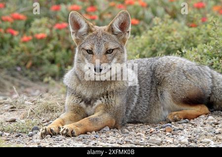 Volpe grigia sudamericana (Dusicyon griseus), a riposo, Punta Norte, Peninsula Valdes, Argentina Foto Stock