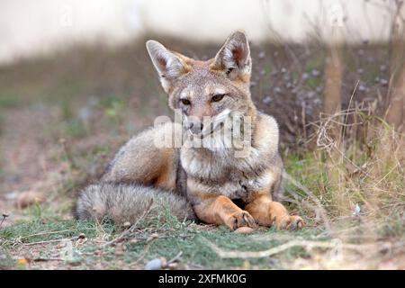 Volpe grigia sudamericana (Dusicyon griseus), a riposo, Punta Norte, Peninsula Valdes, Argentina. Foto Stock