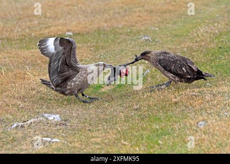 Falkland Skua (Catharacta antartide), due combattenti su pulcino bianco (Leucocarbo atriceps albiventer), Isola di Pebble, Isole Falkland Foto Stock