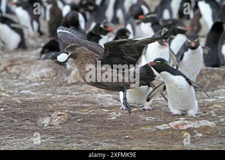 Falkland skua (Catharacta antartide), adulto che precede un uovo in una colonia di shag dalle panciute bianche (Leucocarbo atriceps albiventer) a Pebble Island, Isole Falkland Foto Stock