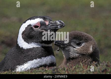 Pinguino di Magellano (Spheniscus magellanicus), adulto con pulcino, isola di ghiaia, isole Falkland Foto Stock