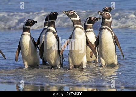 Pinguino di Magellano (Spheniscus magellanicus), adulti che tornano dal mare, Isola di Saunders, Isole Fakland Foto Stock