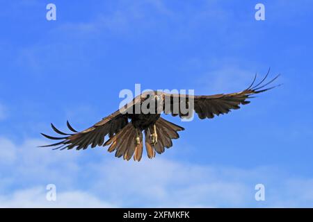 caracara striata (Phalcoboenus australis), adulto in volo, isola Stepple Jason, isole Falkland Foto Stock