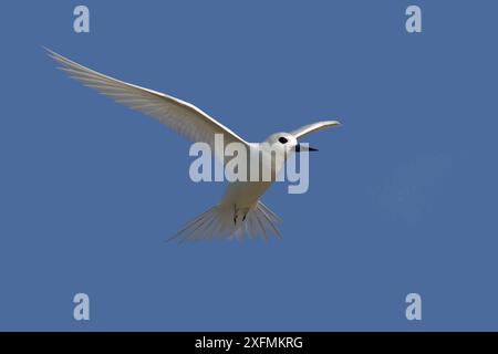 Terna bianca (Gygis alba), in volo, isola di sabbia, Midway Atoll National Wildlife Refuge, Hawaii Foto Stock