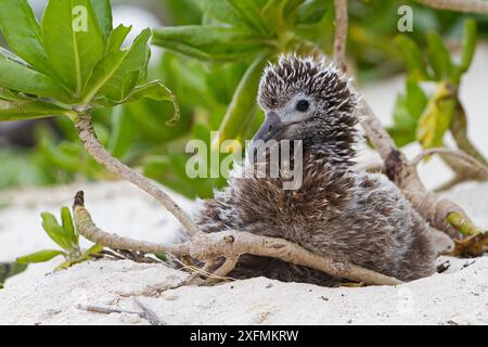 Pulcino di albatro dai piedi neri (Phoebastria nigripes), isola orientale, Midway Atoll National Wildlife Refuge, Hawaii Foto Stock