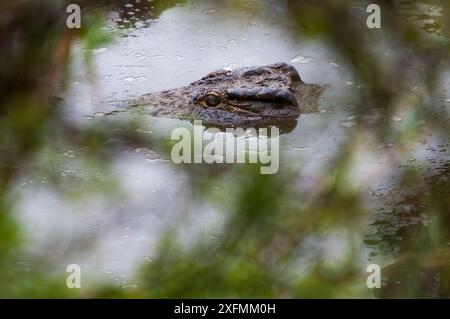 Coccodrillo. Foto Stock