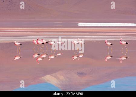 Fenicotteri andini (Phoenicopterus andinus), Laguna Colorada, Bolivia. Foto Stock