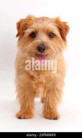 Norfolk Terrier cane, Otto, di età di 1 anno. Foto Stock